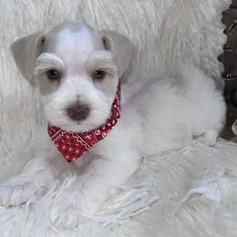 Boy 3 - Wheaten male Miniature Schnauzer puppy in Silsbee, Texas from My Little Schnauzer Pals