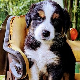 Australian Shepherds from Moats Farmstead Australian Shepherds