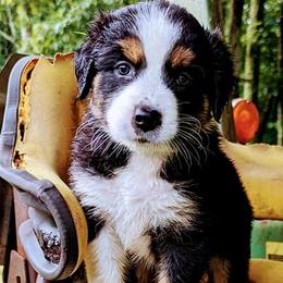 Australian Shepherds from Moats Farmstead Australian Shepherds