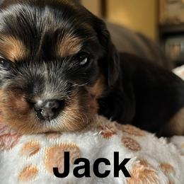 Cavalier King Charles Spaniels from brittany Parkman