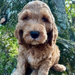 Rocky - Red  male Goldendoodle puppy in Travelers Rest, South Carolina from Bailey Mountain Doodles