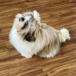 Shih Tzu Puppies from Willow Lane Shih Tzus