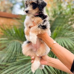 Aussiedoodle, Bernedoodle, Goldendoodle, and Poodle Puppies from Teddy Doodles & Standard Poodles