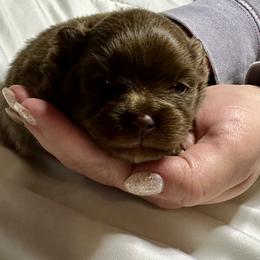 Abigail (Millie) - Chocolate female Pomeranian puppy in Springfield, Missouri from Hope Mountain Pomeranians