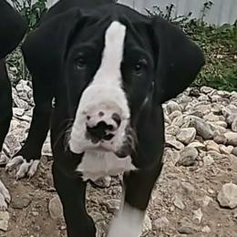 Prince Louis - Mantle male Great Dane puppy in Brookings, South Dakota from Debonaire Danes