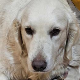 Gertrude - Golden Retriever