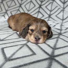 4300, Silky Wire, Cream Brindle Dapple Girl 2, Pet Only - Dapple female Dachshund puppy in Pauls Valley, Oklahoma from Simply Happy Dachshunds