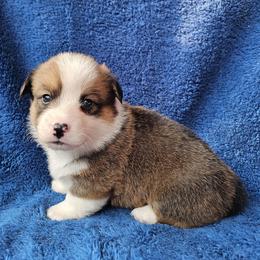 Raja - Red male Pembroke Welsh Corgi puppy in Castle Rock, Washington from Heckman Corgis