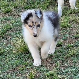 BLUE Boy in South Carolina - Blue merle white and tan male Collie puppy in Newberry, South Carolina from Country Haven Collies