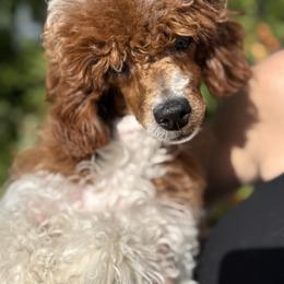 Gigi - Poodle