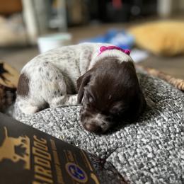 German Shorthaired Pointer Puppies from Bequest German Shorthaired Pointers