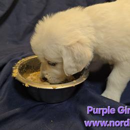 Purple Girl - Light golden female Golden Retriever puppy in Peoria, Arizona from Nordic Woof's Golden Retrievers