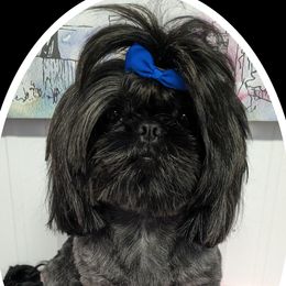 Ollie - Shih Tzu