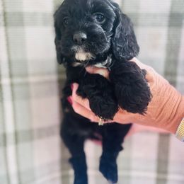 Eclair - Black and white female Cavapoo puppy in Statesville, North Carolina from Circle T Ranch K9s