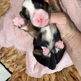 Blue - Blue merle male Bernedoodle puppy in Curtice, Ohio from The Pink Doghouse