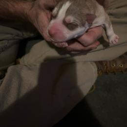 Lois - Red and white female Siberian Husky puppy in Wheeling, West Virginia from Powells Huskies