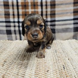 Belle - Red female Dachshund puppy in Anaconda, Montana from Montana Country Dachshunds