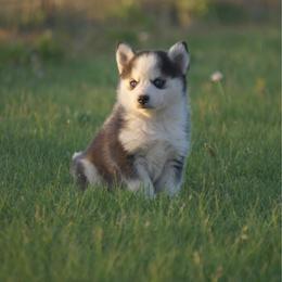 Le Fleur - Black and white female Pomsky puppy in Krum, Texas from Paw-Some Pomskies