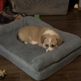 Pembroke Welsh Corgi Puppies from Kenyon Pembroke Welsh Corgis