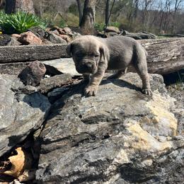 Diesel - Gray and fawn male Cane Corso puppy in Lititz, Pennsylvania from Lititz Cane Corsos