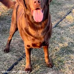 Sloan - Labrador Retriever