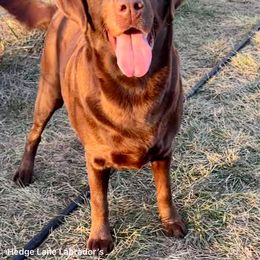 Sloan - Labrador Retriever