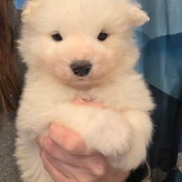 Pink girl - White female Samoyed puppy in Elwell, Michigan from Limelight Samoyeds