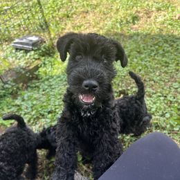 Kerry Blue Terrier Puppies from Costerra Kerry Blue Terriers