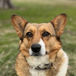 Sadie - Pembroke Welsh Corgi