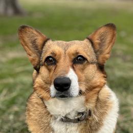Sadie - Pembroke Welsh Corgi