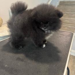Boy 2 - Black parti male Pomeranian puppy in Riverside, California from Swans Nest Pomeranians (IG)