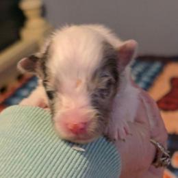 Baby girl 2 - Sable merle and white female Shetland Sheepdog puppy in Marshall, North Carolina from Small World Shelties