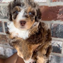 Heath - Chocolate merle male Bernedoodle puppy in Richmond, Texas from Harper’s Heartbeats