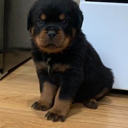 Rottweiler Puppies from Rottweiler Land