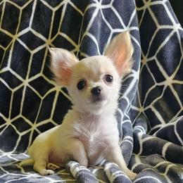 Baby - Cream and white male Chihuahua puppy in Springfield, Missouri from Casadelopez Tails