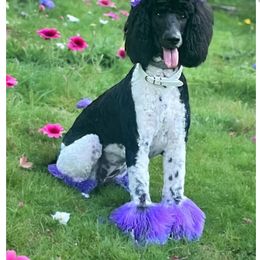 Goldendoodle and Poodle All Grown Up from Stelladoodles & Company