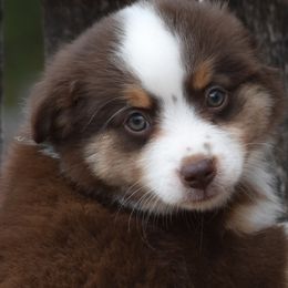 Savannah - Miniature Australian Shepherd puppy in Redfield, Kansas from CY Ranch Aussies