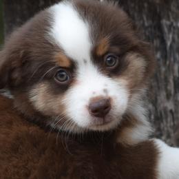 Savannah - Miniature Australian Shepherd puppy in Redfield, Kansas from CY Ranch Aussies