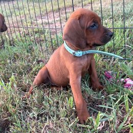 Phoenix - Red female Redbone Coonhound puppy in Mount Pleasant, Texas from Harmons Hounds