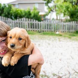 Golden Retriever Puppies from Picklebee Acres