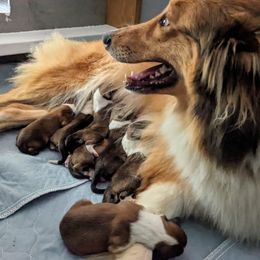 Old Time Scotch Collie puppies from Chicken of the Woods Permaculture Farm
