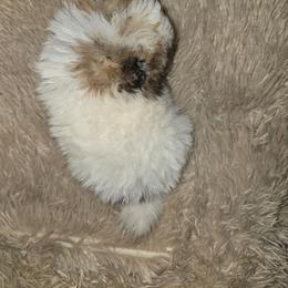Anastasia - Cream sable parti female Pomeranian puppy in Texas from Ruby's Poms