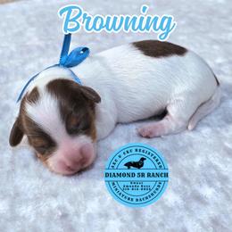 BROWNING - Piebald male Dachshund puppy in Columbia, Louisiana from Diamond 5R Ranch AKC & CKC Miniature Dachshunds