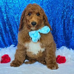 Charlie Rae's Light Blue Boy - Red  male Goldendoodle puppy in Kountze, Texas from Texas Doodles LLC