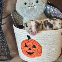 Fluttershy - Blue merle female Australian Shepherd puppy in California from Eagle River Aussies