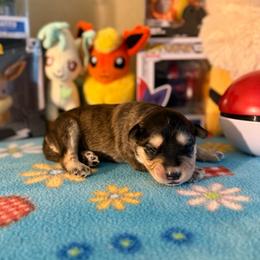 Volchok - Wolf sable male Pomsky puppy in Campton Hills, Illinois from Urban Miracle’s