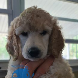Girl 1 - Poodle puppy in Browns Mills, New Jersey from Shallow Bay Standard Poodles