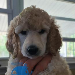 Girl 1 - Poodle puppy in Browns Mills, New Jersey from Shallow Bay Standard Poodles