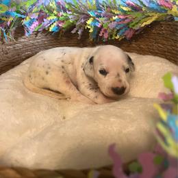 Cookies N Cream- Maroon- LUA - White and black female Dalmatian puppy in Claremore, Oklahoma from Lotsofdots Dalmatians