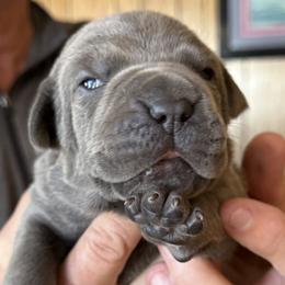 Boy 2 - Gray male Cane Corso puppy in Las Vegas, Nevada from Campo Cane Corso